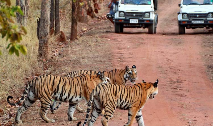 Jaipur-Ajmer-Pushkar-Ranthambore Tour